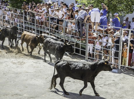 12 Les vaches arrivent aux arènes 1bis 140816.jpg