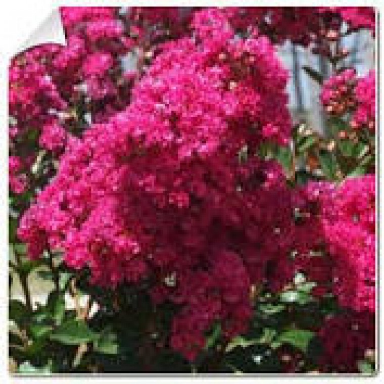 DR2 Willemse lagerstroemia.jpg