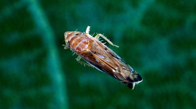 cicadelle-flavescence-doree-sur-feuille-1024.jpg