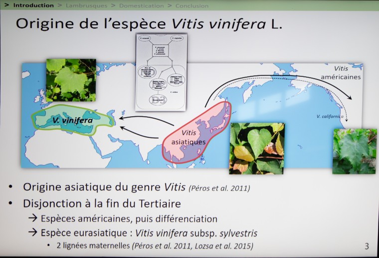 9 Origine Vitis vitifera Thierry Lacombe 1bis 200622.jpg