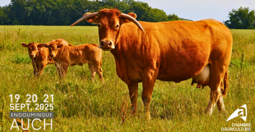 , l'égérie AgriGersExpo 2025 est une vache de race Limousine, du département du Gers et se prénomme "Levrette".