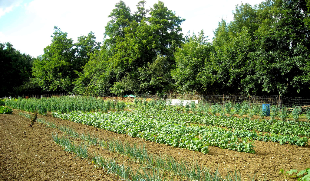 Potager Germain 2.jpg
