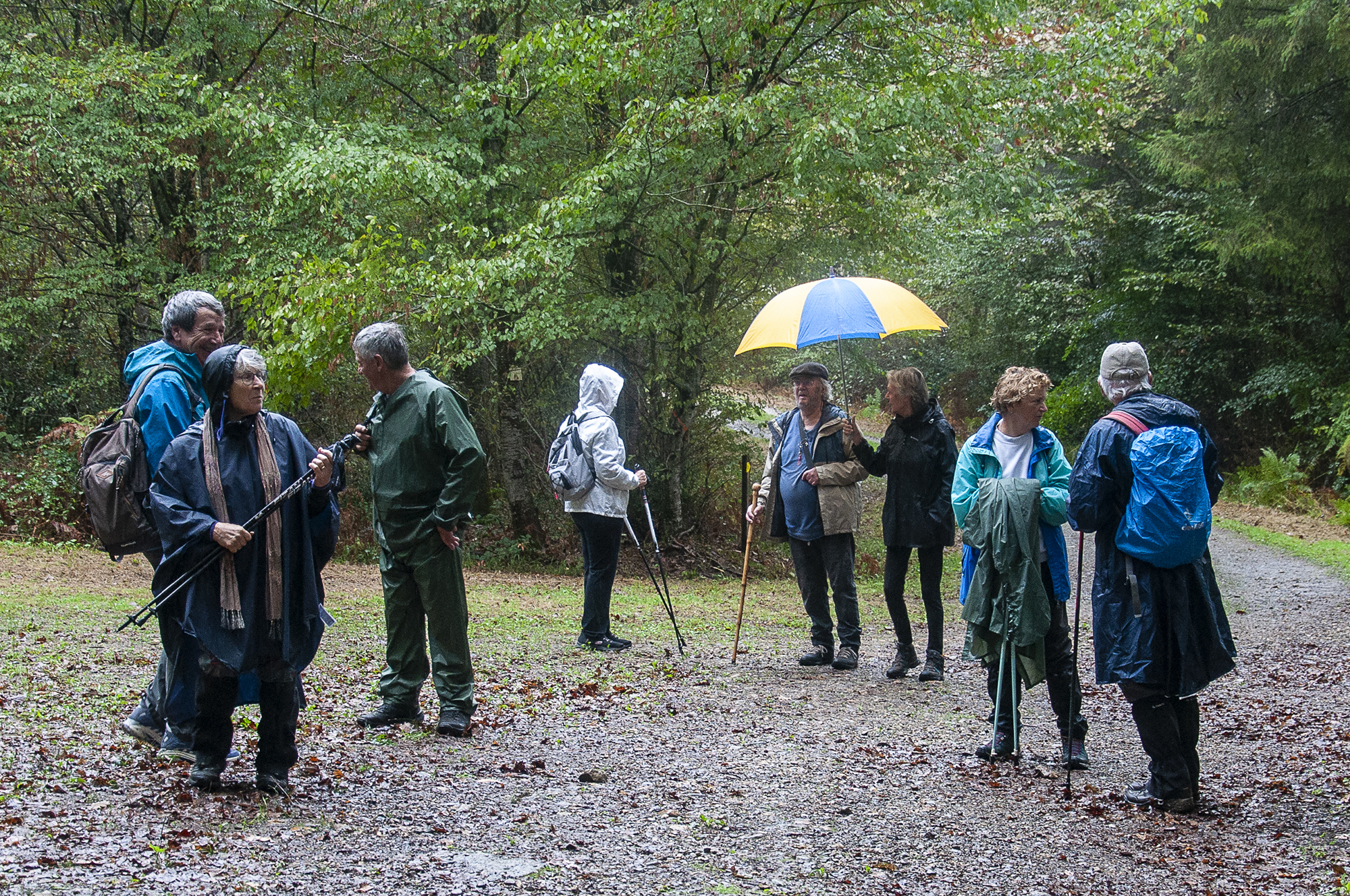 Les marcheurs d'ACTA à la forêt