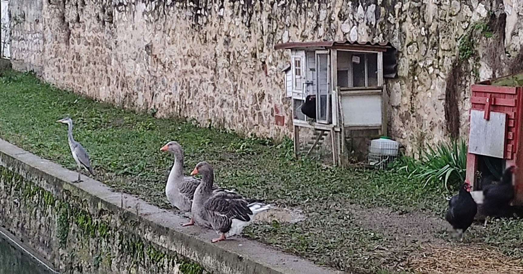 Edith et Marcel, le couple d'oies nouvelles s'adapte peu à peu.