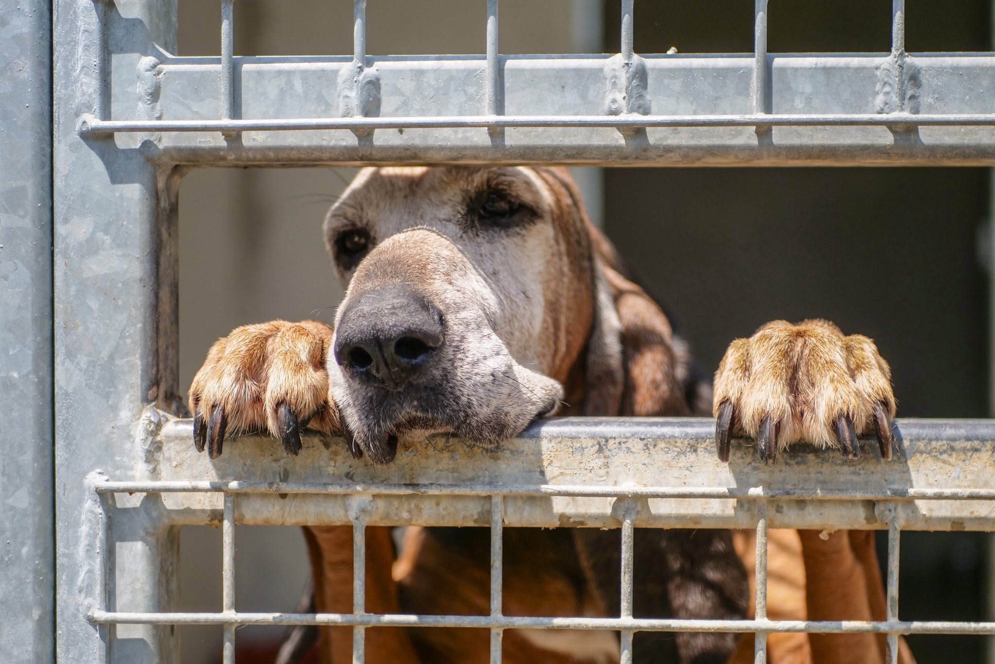 abandon animaux