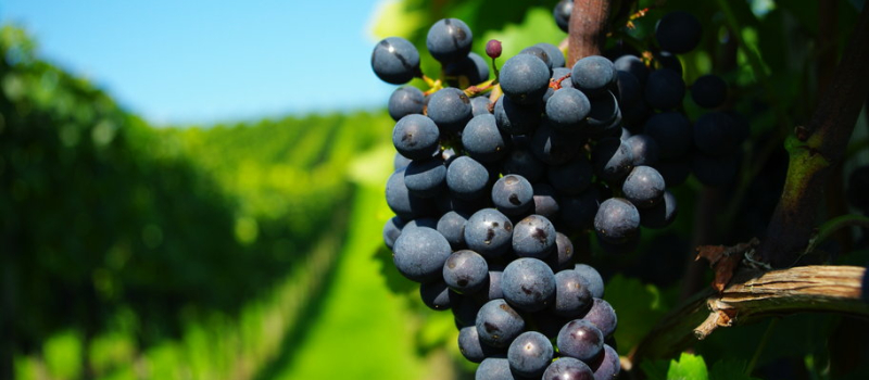 ATELIER SUR LES APPELLATIONS ET VINS DU GERS