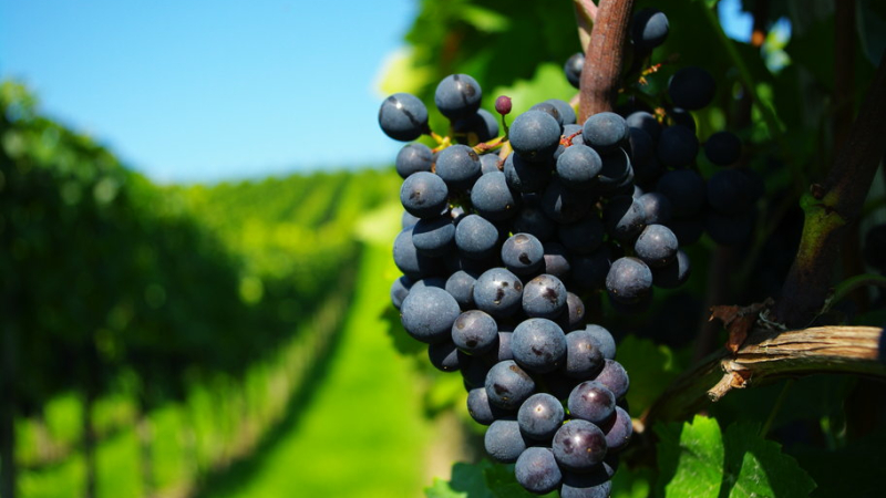 ATELIER SUR LES APPELLATIONS ET VINS DU GERS