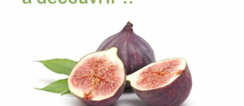 GIMONT - LA SAISON des FIGUES