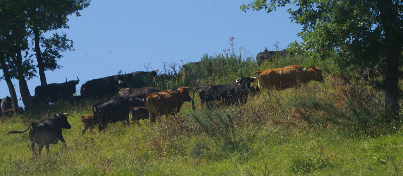 Tauromachie 