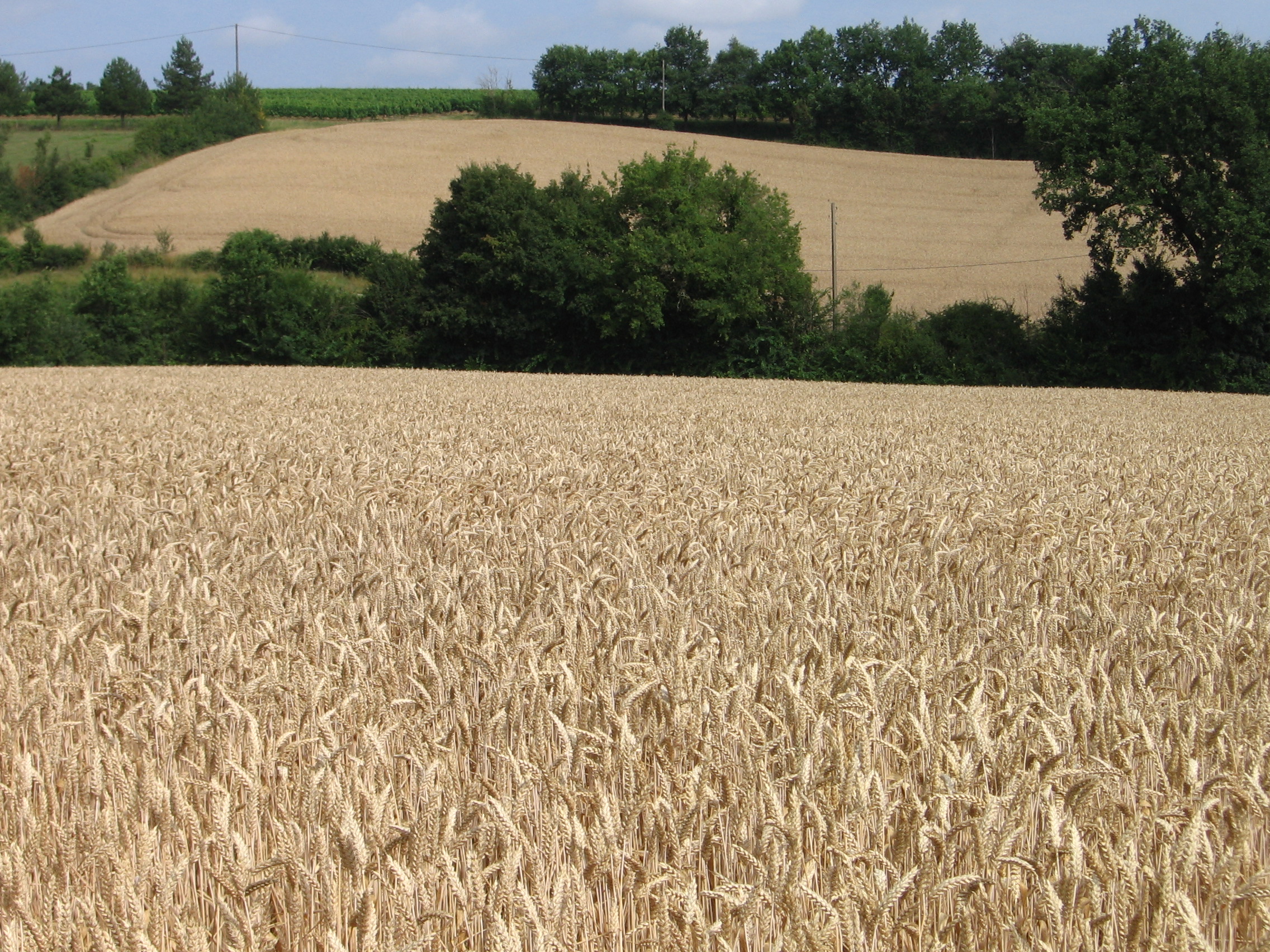 Coteaux et vallons très fertiles pour la culture du blé.