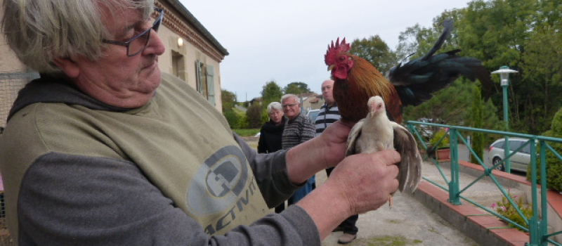 le marché aux animaux de compagnie