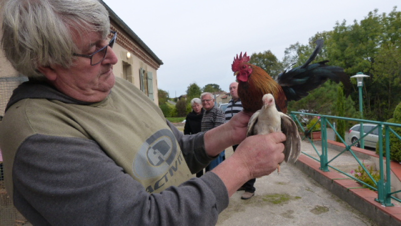 le marché aux animaux de compagnie