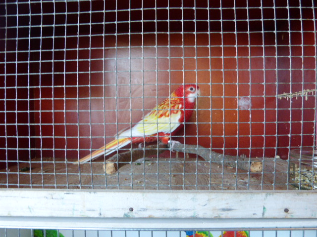 011.JPG un beau plumage