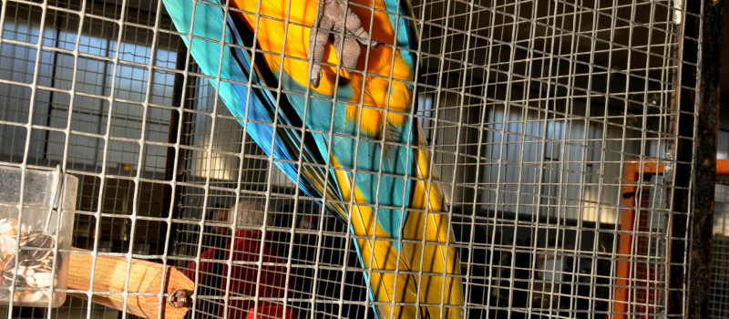Exposition des oiseaux de cages et de volières