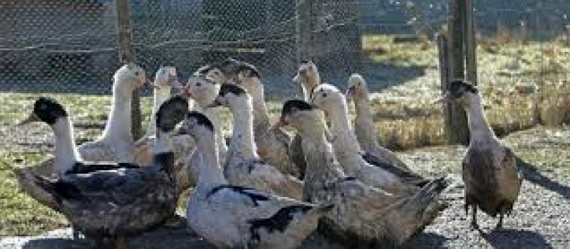 Grippe aviaire