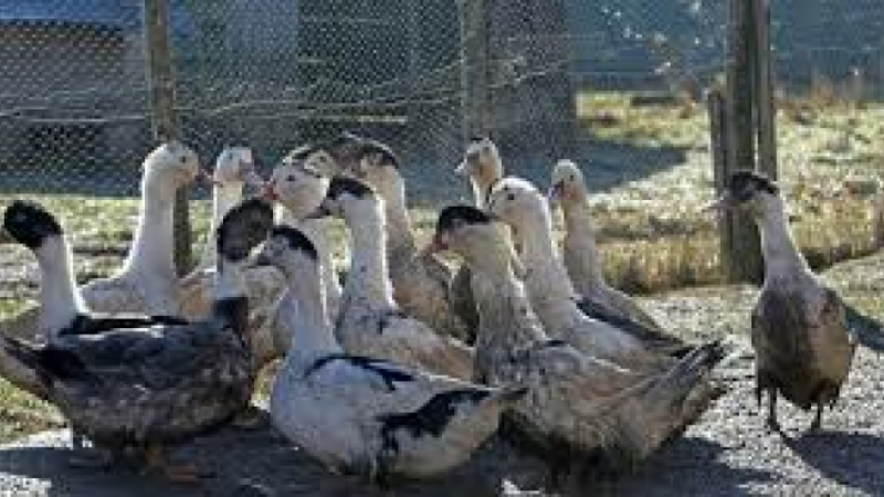 Grippe aviaire