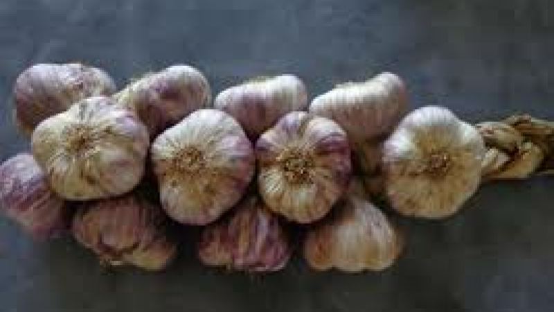 AIL VIOLET DE CADOUR
