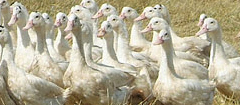 influenza aviaire 