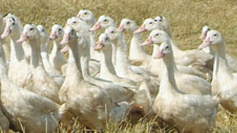 influenza aviaire 