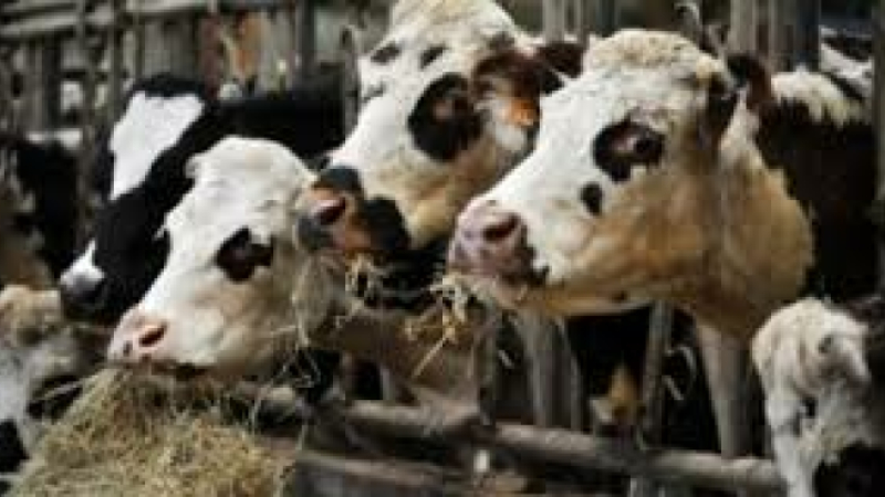 AGRICULTURE
