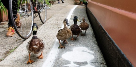 canard 3.jpg