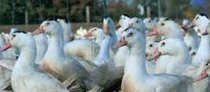GERS La Confédération paysanne et le MODEF communiquent sur l'influenza aviaire 