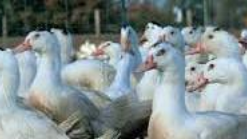 GERS La Confédération paysanne et le MODEF communiquent sur l'influenza aviaire 