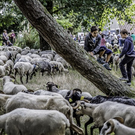 Enfants et moutons 1bis 190915.jpg