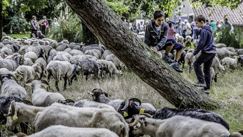 L'itinéraire 2016 de la «Route de la transhumance» a été préparé à Perchède