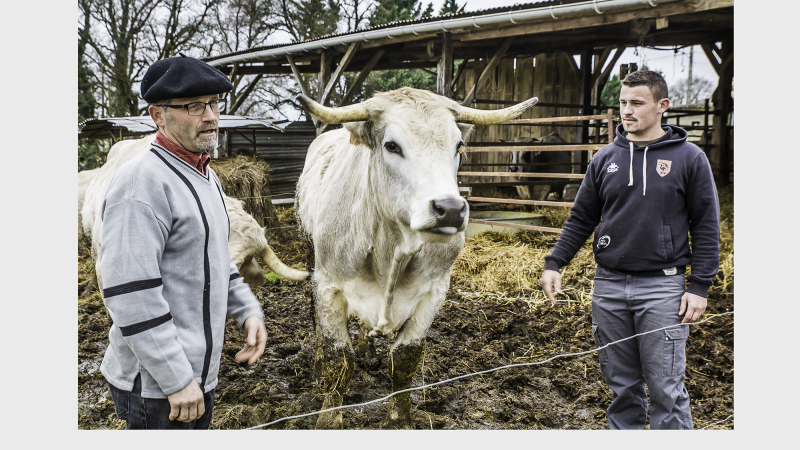 Un éleveur d'Aignan élabore un saucisson de bœuf mirandais