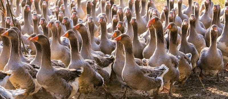 Crise aviaire: