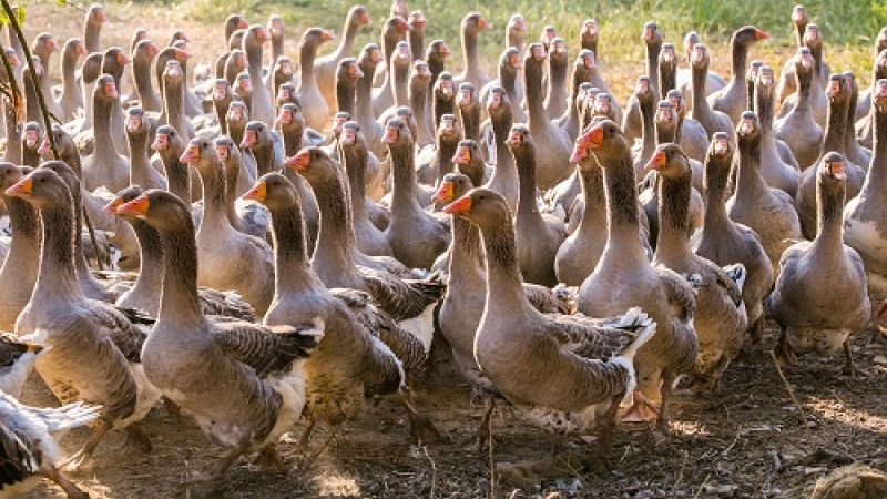 Crise aviaire: