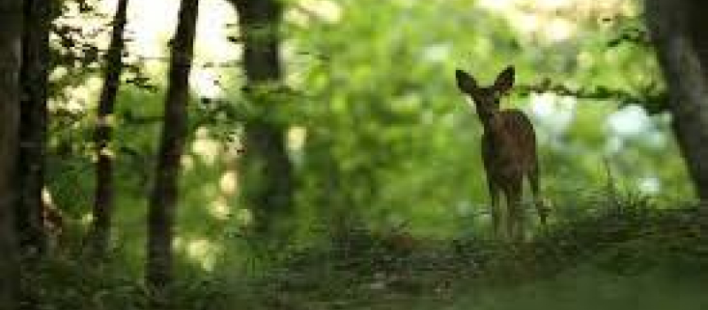 Le CPIE Pays Gersois présenteAU COEUR DE NOS FORETS