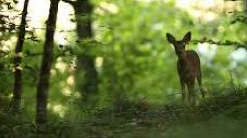 Le CPIE Pays Gersois présenteAU COEUR DE NOS FORETS