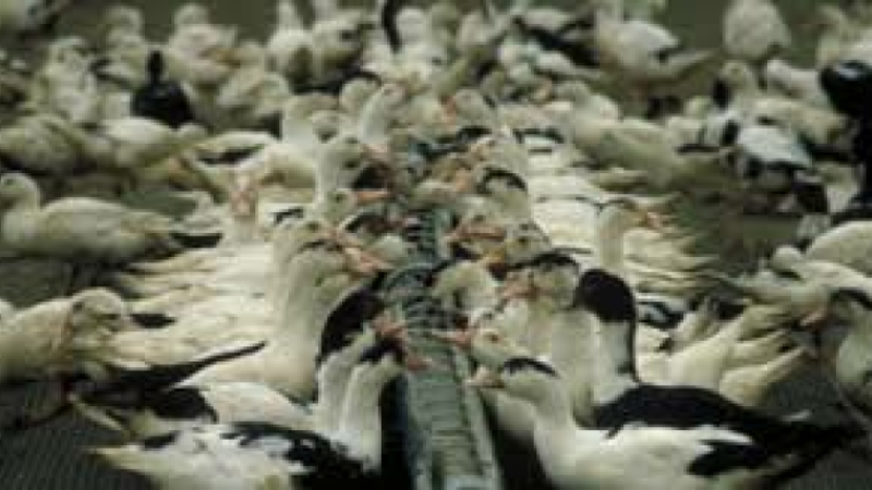 Influenza aviaire: mesures d’indemnisation