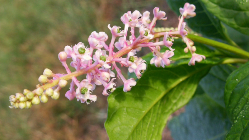 Des plantes exotiques envahissent le Gers
