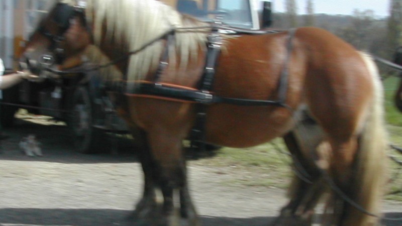 La foire du cheval