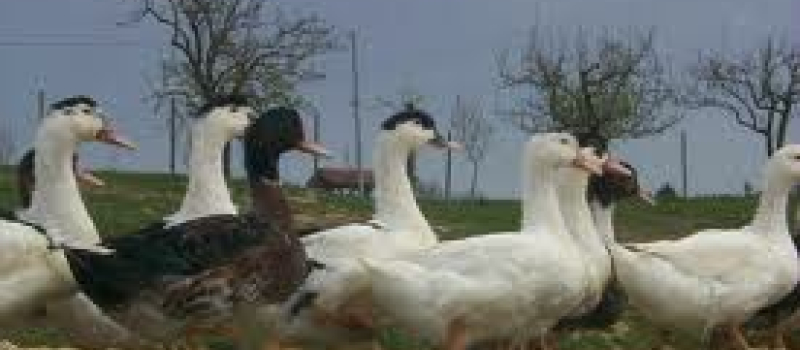 INFLUENZA AVIAIRE: VIDE SANITAIRE