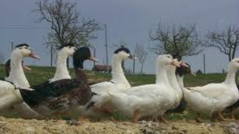 INFLUENZA AVIAIRE: VIDE SANITAIRE