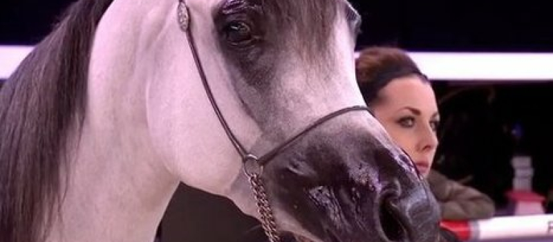 Foire du cheval, samedi 23 et dimanche 24 avril