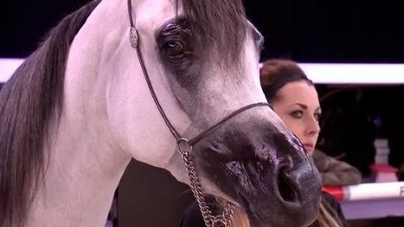 Foire du cheval, samedi 23 et dimanche 24 avril