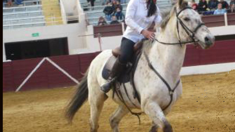 Foire du cheval