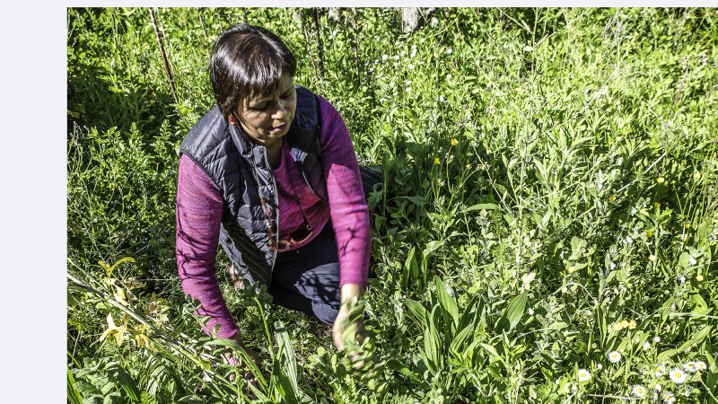 À Toujouse, des plantes et des fleurs sauvages en cuisine