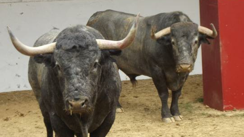 Toros de Pentecôte 2016