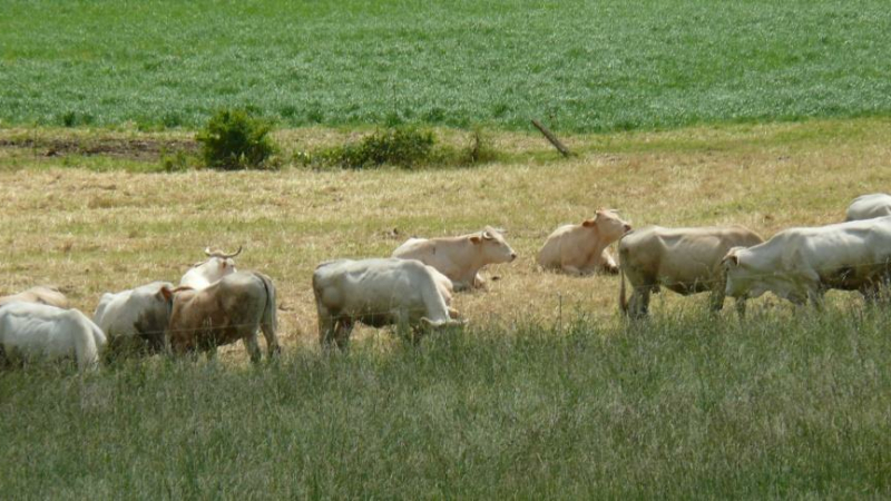 Soutien aux producteurs de bovins viande, bovins lait, porcins, ovins, caprins, volailles, céréaliers, fruits et légumes