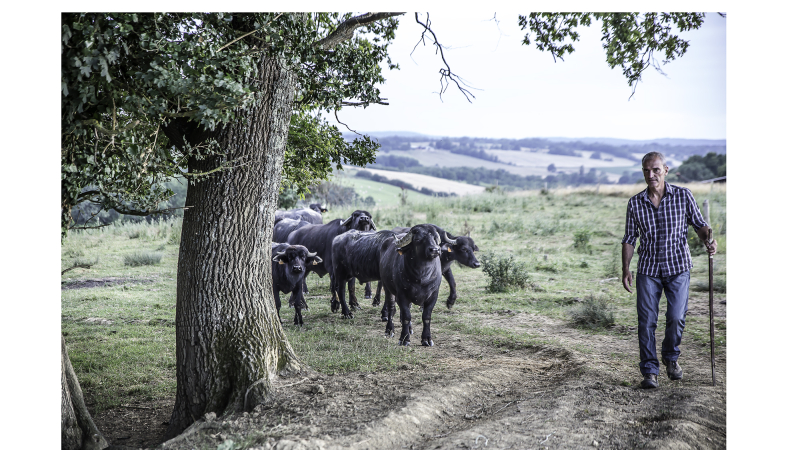 Aignan – La ferme-auberge aux buffles est ouverte