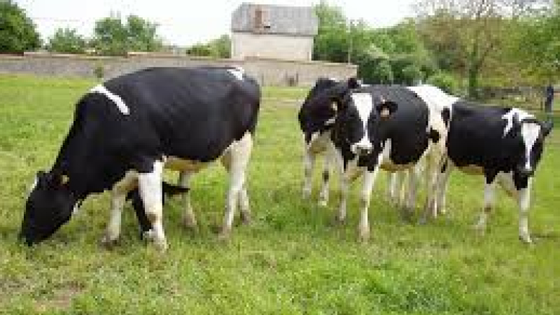 une action européenne en faveur d’une régulation du marché du lait