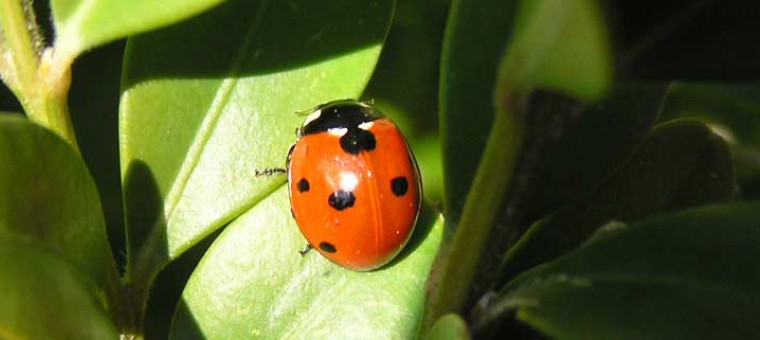 coccinelle-gers.jpg