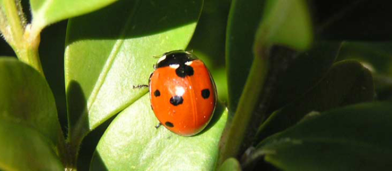 A la découverte du monde des insectes
