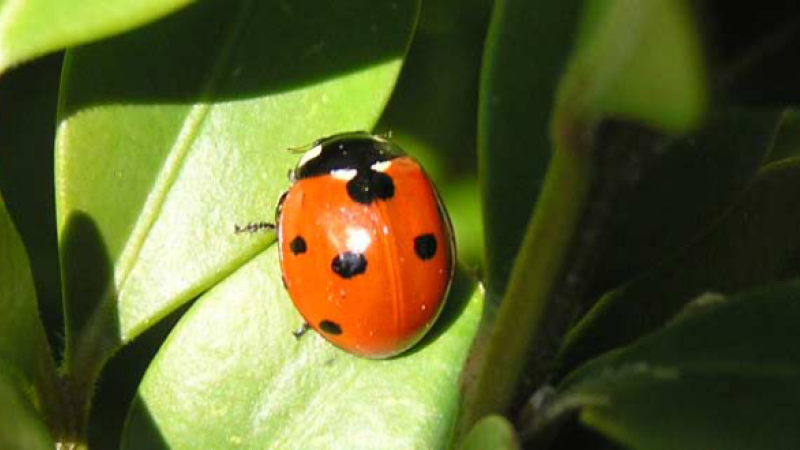 A la découverte du monde des insectes